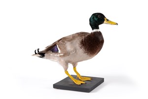 Image description is not available for 2012.2.1